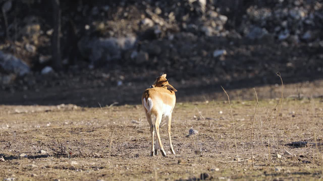 joven gacela acicalándose en la sabana de áfrica