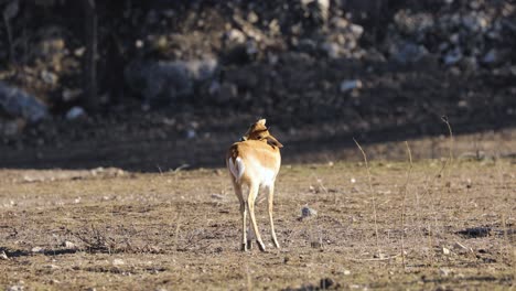 young gazelle grooming itself at the savanna in africa