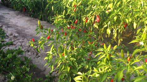 Chiles-Rojos-Picantes.-La-Comida-Picante.-Ingredientes-Organicos