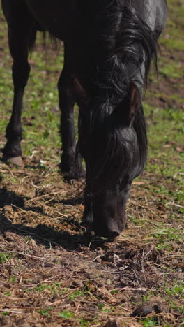 black horse with long mane smells dirt grazing on pasture slow motion. curious young equine farm animal looks for snacks on field at countryside