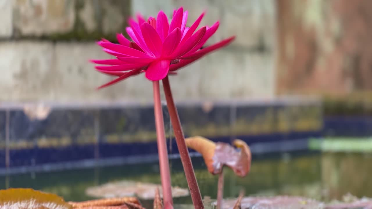 fotografía de cerca de la flor de loto púrpura en el estanque del monasterio