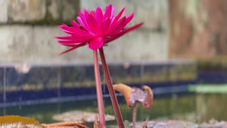 Close-up-shot-of-purple-lotus-flower-on-the-pond-of-monastery