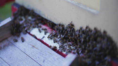 swarm of bees entering hive