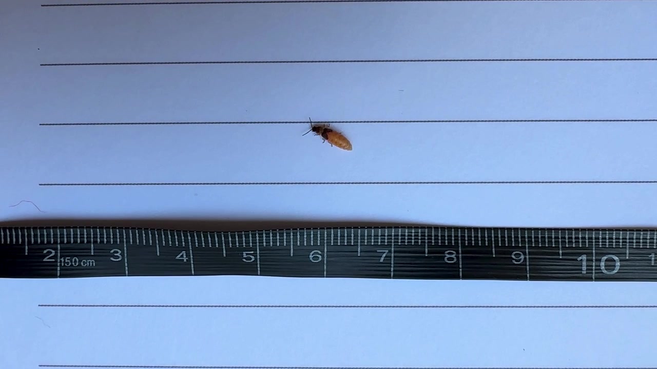 Darkness science and glowing worm in Iran nature landscape female melanin albinism scale insect size tiny small firefly Hyrcanian forest bioluminescence bioluminescent bright bug macro night wildlife