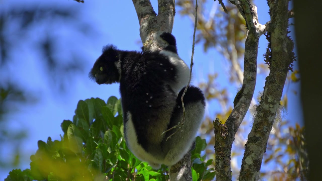 Lemure Indri Indri appeso a un albero e che si guarda intorno nel Parco Nazionale di Andasibe, Madagascar; zanzare che volano intorno; il lemure più grande del mondo, di colore bianco e nero, specie in pericolo critico di estinzione.