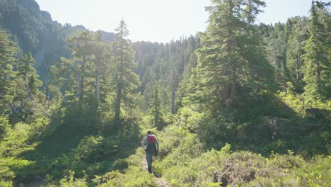 hiker walking away from camera in alpine forest meadow - mackenzie range, vancouver island, bc, canada