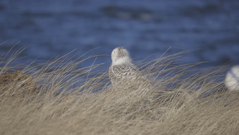 snowy owl resting among tall dune grasses with ocean waves in the background
