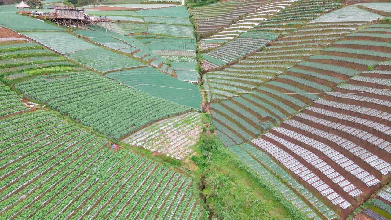 행으로 만들어진 야채 농장의 공중 전망과 아름다운 패턴 - 인도네시아의 야채 농장