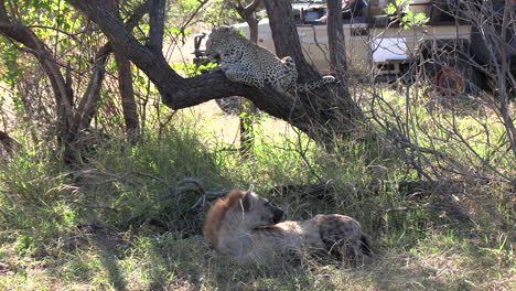 hyena and leopard encounter in african safari park