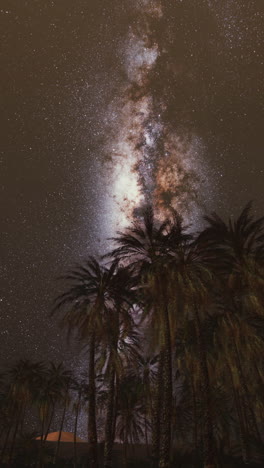 milky way over palm trees in the desert