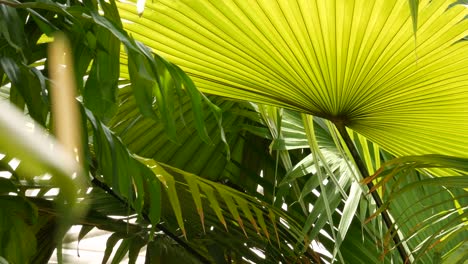 monstruos exóticos tropicales jugosos hojas de fondo en bucle sin costuras. follaje exuberante de verano, vegetación en el jardín del paraíso. abstracto natural de vegetación de la selva verde oscuro patrón de fondo, bosque tropical salvaje