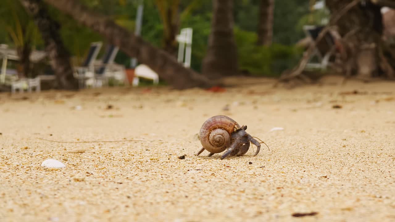 Hermit Crab on a Tropical Beach