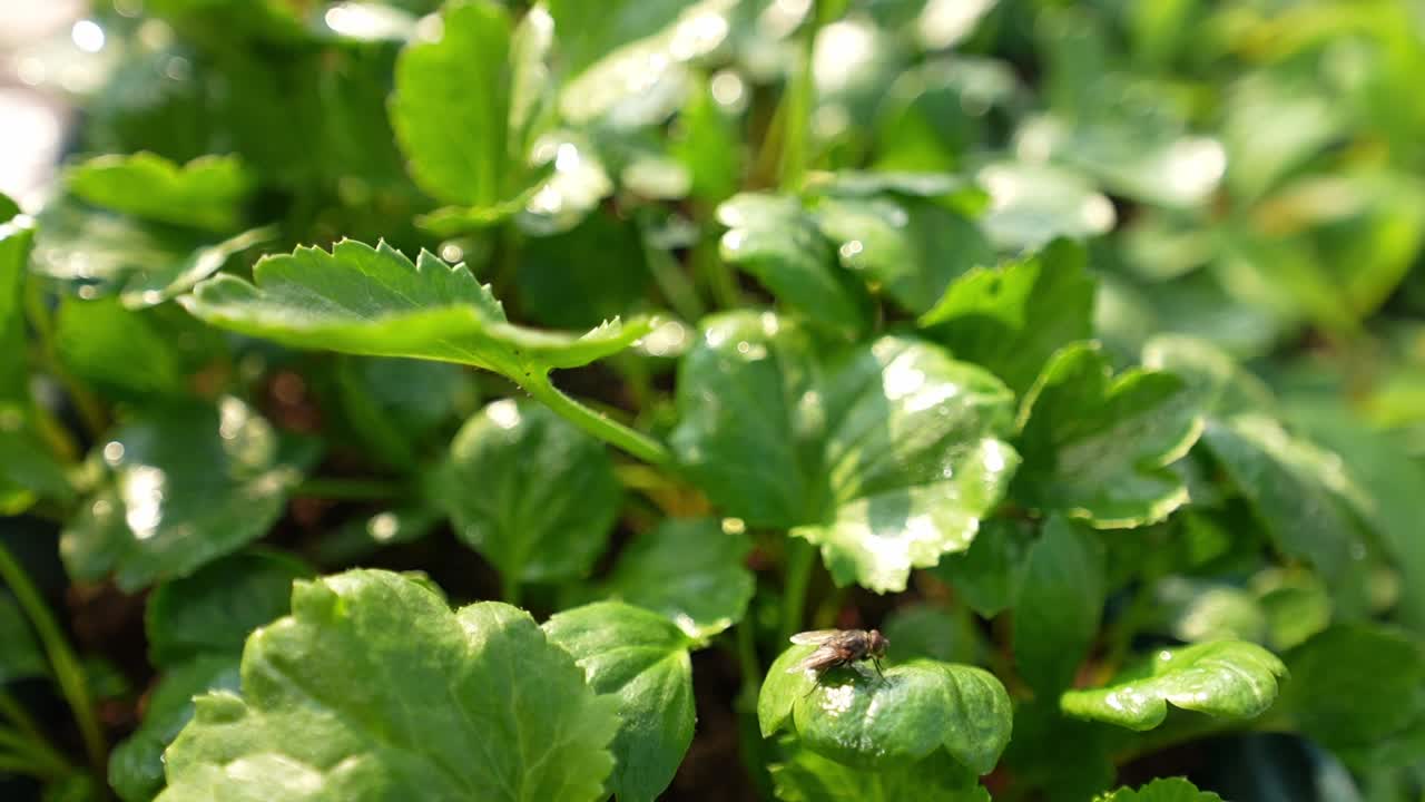 Primo piano di foglie fresche di pianta di fragola che crescono nell'aiuola alla luce del sole. Fogliame verde e sano con un piccolo insetto sulla foglia, concetto di giardinaggio naturale e agricoltura biologica