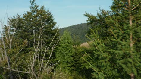 Atemberaubende-Landschaft-Der-Immergrünen-Bergbäume