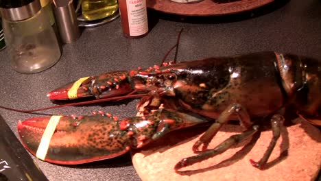 live lobster (note dangerous claws safely restrained) and ready to be cooked. lobster caught this morning in lake iseo, italy.
