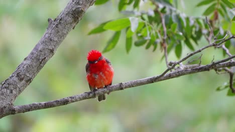 mosquero escarlata calvo y húmedo posado en la rama de un árbol contra un hermoso follaje con gotas de lluvia cayendo, pájaro sacudiendo el agua de sus plumas en un día lluvioso en el parque nacional pantanal matogrossense