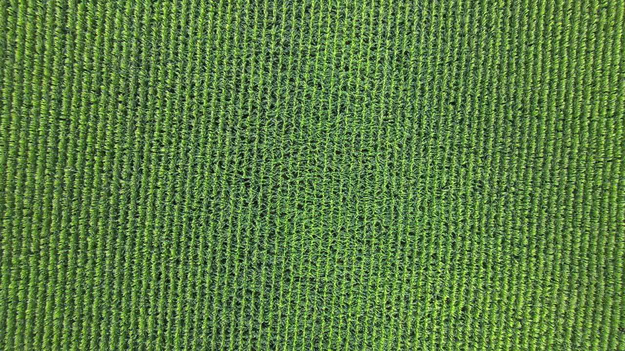 fotografía cenital ascendente de un gran campo de maíz