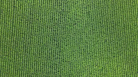 ascending overhead shot of a large field of corn