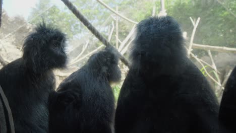 a family of javan lutungs sitting in their enclosure at the bali zoo