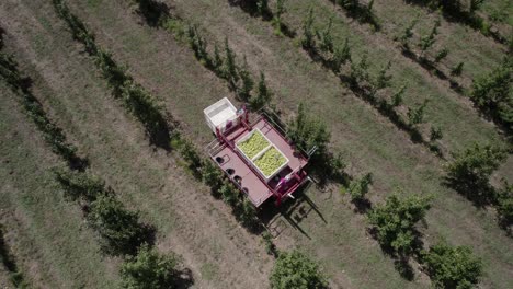 toma aérea ascendente desde la plataforma del vehículo con cestas llenas de fruta de la cosecha de peras