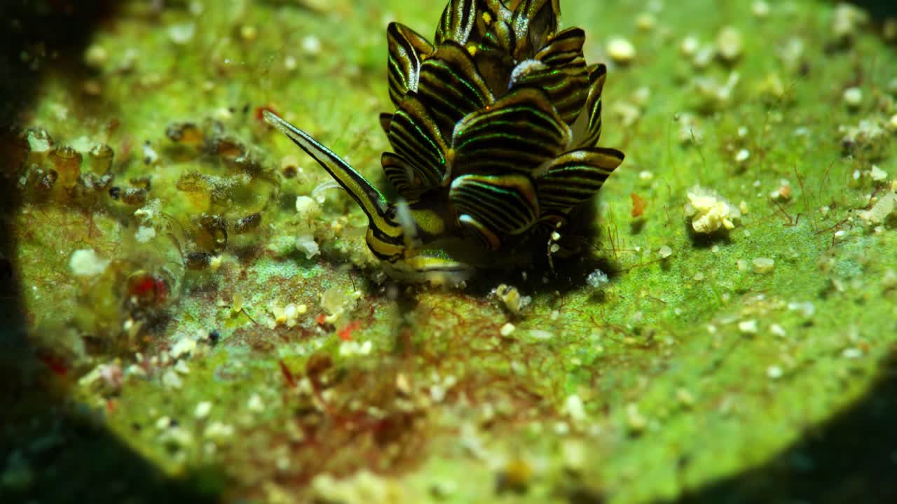 cyerce sp nudibranquio mariposa nudibranquio manado bay norte de sulawesi indonesia 25fps 4k