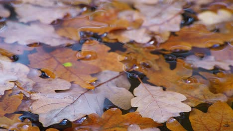 Golden-Oak-leaves-floating-gently-on-the-surface-of-a-stream