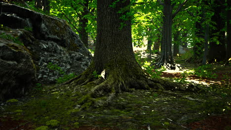 Escena-Mágica-Y-Pacífica-Del-Bosque-Cubierto-De-Musgo