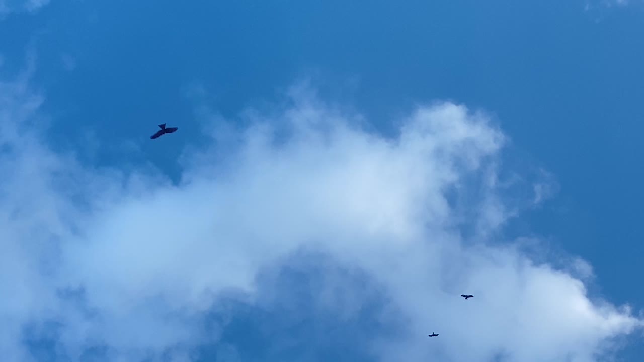Bird Silhouettes against blue sky background with clouds