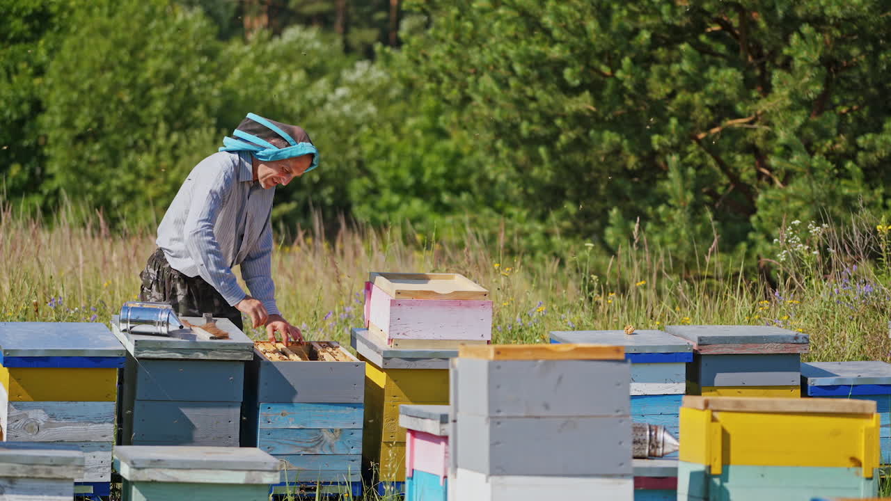 Apiarist examines bees. Professional beekeeper stands near beehives and takes out frame full of bees. Apiary among green nature.