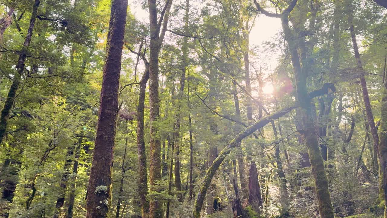 Sunbeams filter through lush forest trees, gentle camera pan, soft natural daylight, tranquil atmosphere