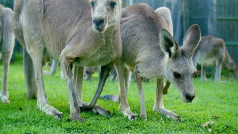 una turba de canguros rojos pastando en la hierba verde en el santuario de koalas de lone pine en brisbane, queensland - toma de primer plano