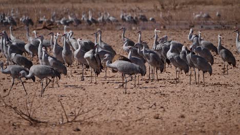 view of a flock of sandhill cranes on field on a bright sunny day