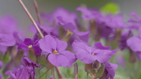 Vibrant-purple-wildflowers-bloom-in-focus,-their-delicate-petals-and-yellow-centers-highlighted-against-a-soft-green-background