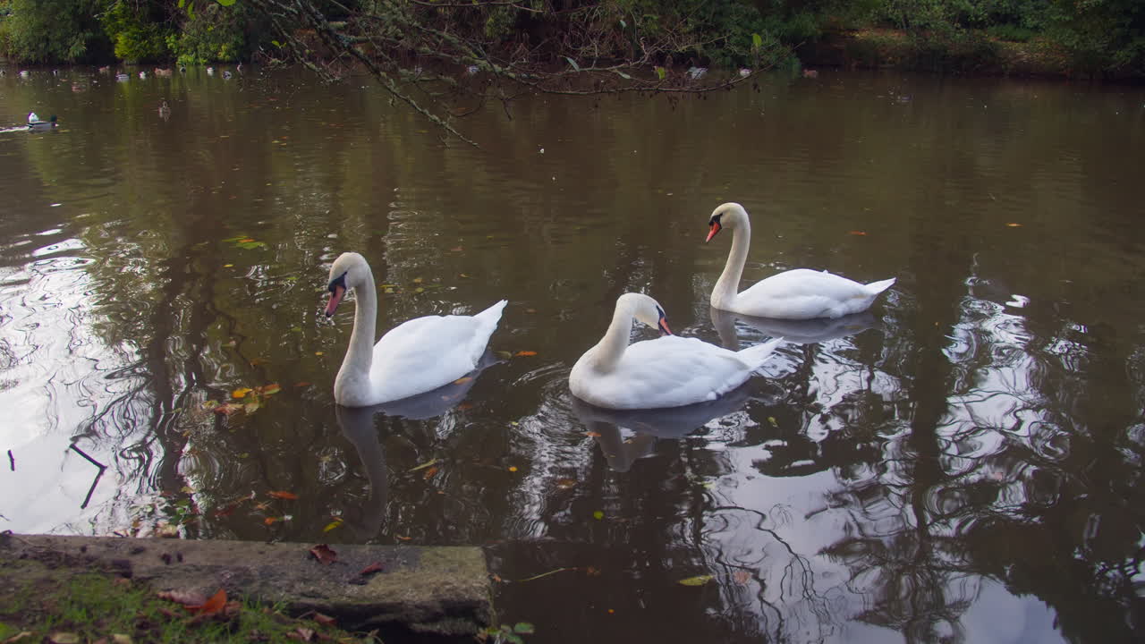 cisnes mudos en un estanque con reflejos durante el día en el parque boscawen, truro, inglaterra