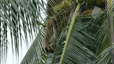 el macaco mono