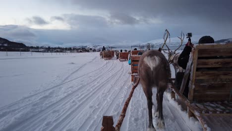 Reindeers-pulling-sleighs-with-tourists-in-snow,-Tromso-region,-Northern-Norway