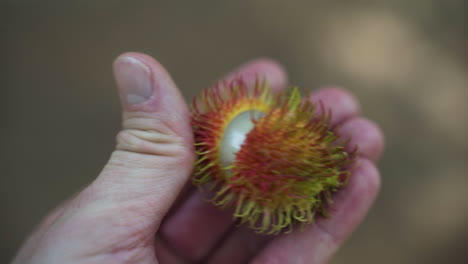 Hand-Hält-Frisch-Geöffnete,-Stachelige-Rambutan-Früchte