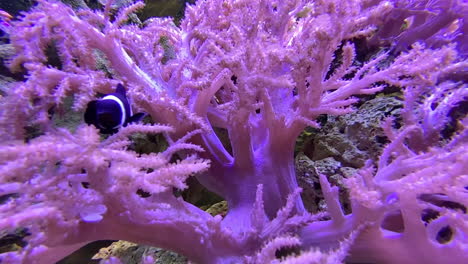 bright pink anemone flowing in the water as two black clown fish swim through it