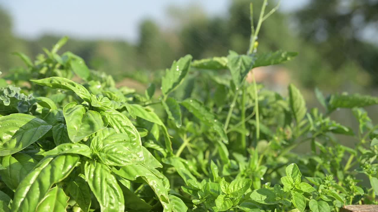 albahaca fresca con gota de agua en hoja verde saludable en granja de jardín orgánico
