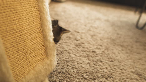 curious tabby kitten peeking from behind a scratching post, close up