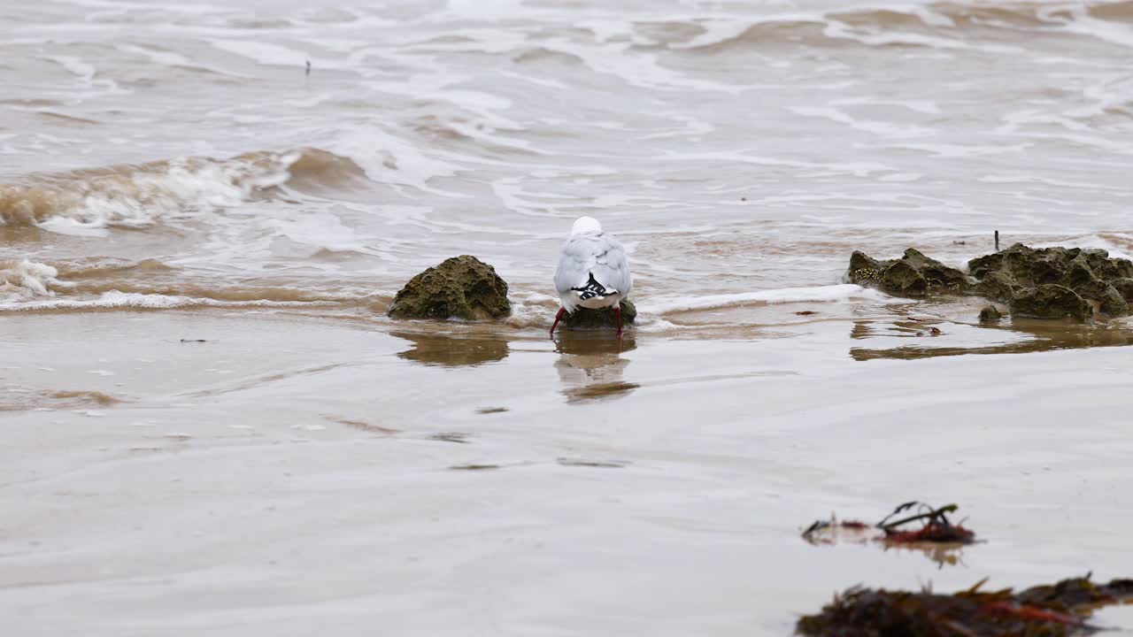 A red-billed gull walks along the sandy beach at Point Lonsdale, interacting with the gentle waves under overcast skies