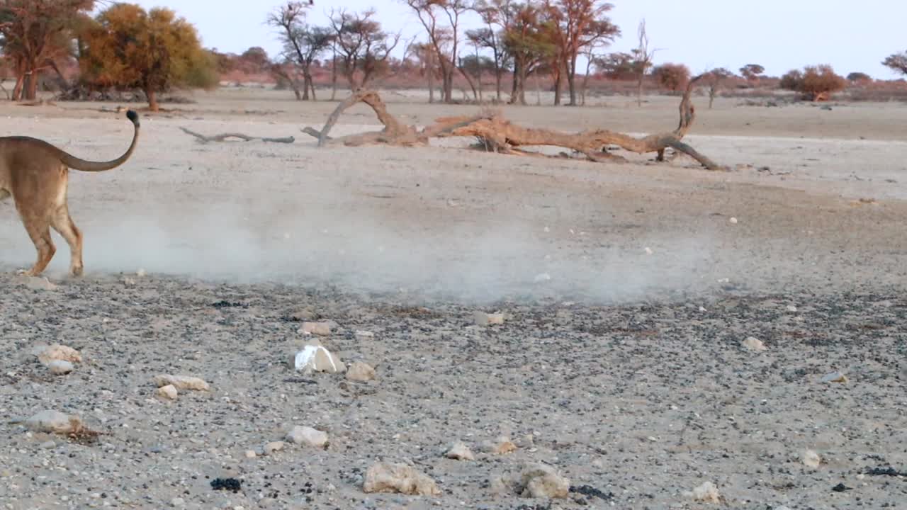 칼라하리 사막에서 어린 아프리카 사자가 다른 사자에게 뛰어오르고 있다