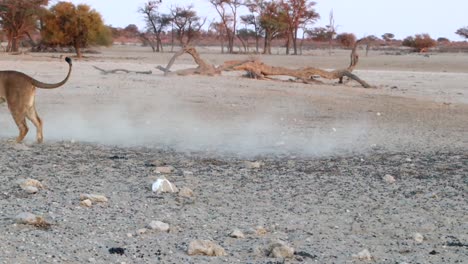 ein junger afrikanischer löwe springt in der kalahari-wüste spielend auf einen anderen löwen