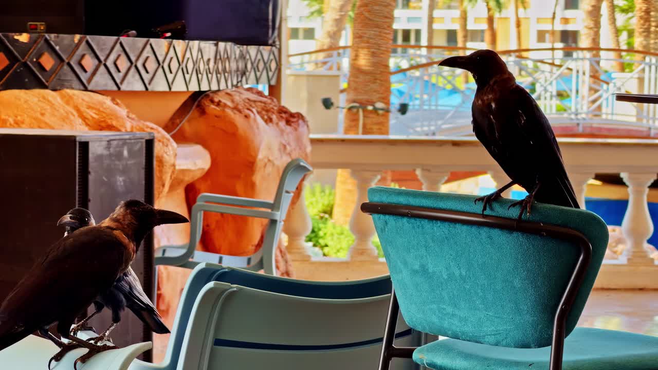 Bold black crows confidently perch on turquoise chairs at an empty outdoor café overlooking the pool in Sharm El-Sheikh, Egypt