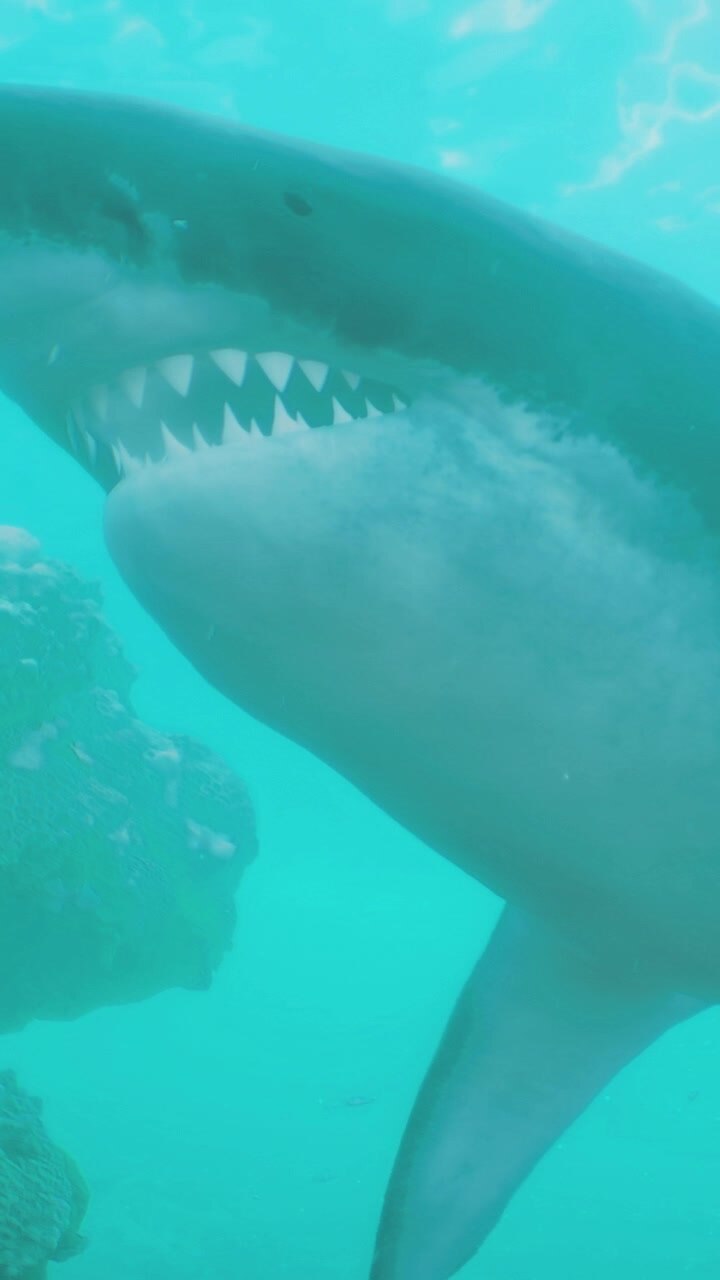 Underwater view of a shark swimming near a rock in the ocean