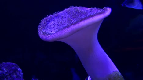 primer plano de una anémona en un acuario oscuro con peces coloridos detrás de ella