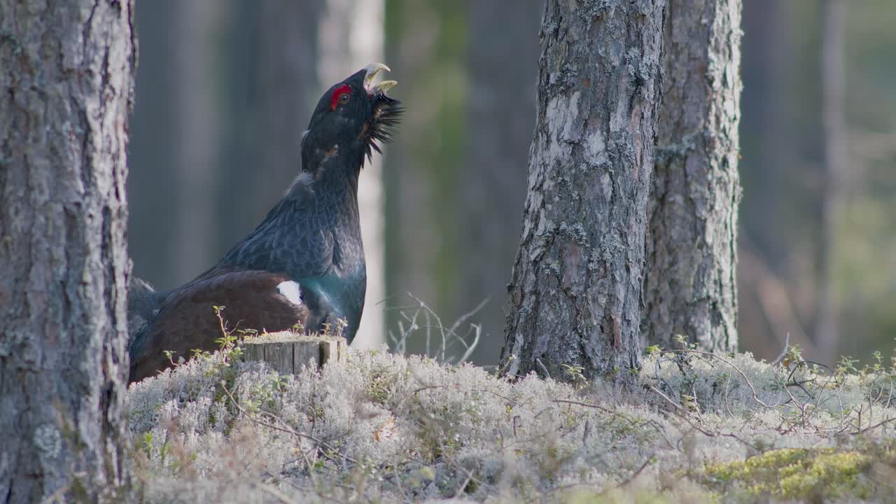 el macho de capercaillie occidental se alojó en el sitio de lek en la temporada de lekking cerca en la luz matutina del bosque de pinos