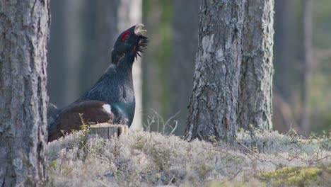 Male-western-capercaillie-roost-on-lek-site-in-lekking-season-close-up-in-pine-forest-morning-light