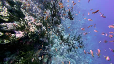 Escuela-De-Peces-Tropicales-Nadando-Bajo-El-Mar-Rojo-En-Dahab,-Egipto