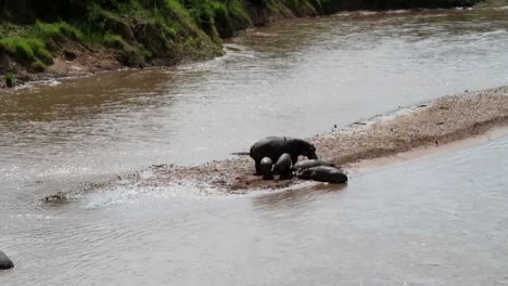 telephoto establisher of family of hippos with babies in mara river, africa